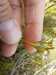 Diosma