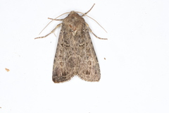 Apamea devastator