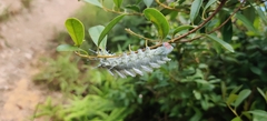 Arthropoda