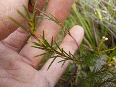 Diosma