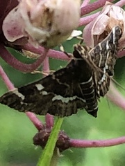 Hymenia perspectalis