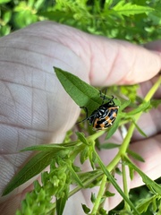 Murgantia histrionica