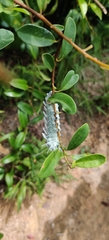 Arthropoda