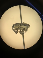 Odontocorynus salebrosus