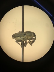 Odontocorynus salebrosus