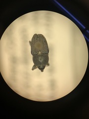 Odontocorynus salebrosus