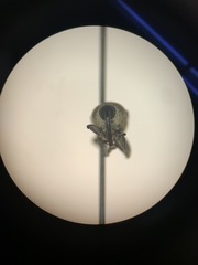 Odontocorynus salebrosus