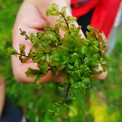 Image of Pseudobryum cinclidioides by (c) Arttu Hallberg, some rights reserved (CC BY)
