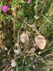 Lunaria annua