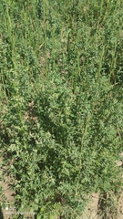 Chenopodium album