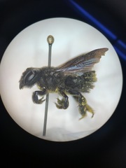 Megachile xylocopoides