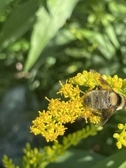 Eristalis flavipes