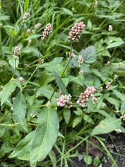Persicaria