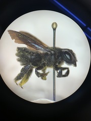 Megachile xylocopoides