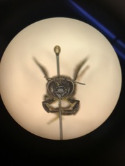 Megachile xylocopoides