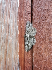 Anavitrinella pampinaria