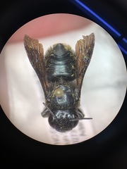 Megachile xylocopoides