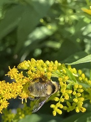 Eristalis flavipes