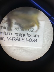 Megachile xylocopoides