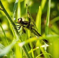 Libellula pulchella