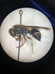 Euodynerus hidalgo