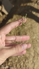 Poa annua