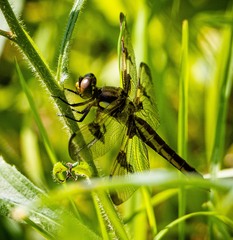 Libellula pulchella