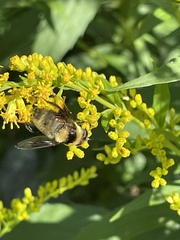 Eristalis flavipes