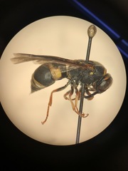 Euodynerus hidalgo