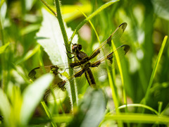 Libellula pulchella