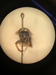 Euodynerus hidalgo