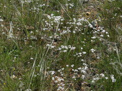 Iberis
