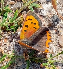 Lycaena phlaeas