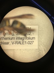 Euodynerus hidalgo