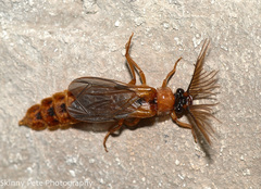 Phengodes plumosa