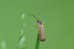 Rhagonycha lignosa