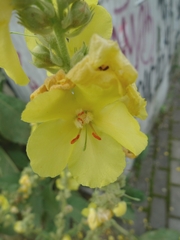 Verbascum