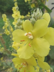 Verbascum