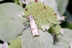 Microcrambus