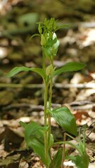 Cephalanthera damasonium