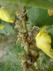 Verbascum