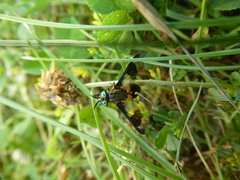 Chrysops caecutiens
