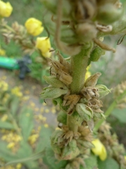 Verbascum