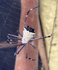 Argiope submaronica