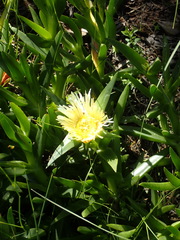Carpobrotus edulis edulis