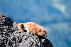 Marmota olympus