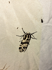 Hypercompe ochreator