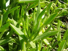 Carpobrotus edulis edulis