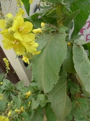 Verbascum