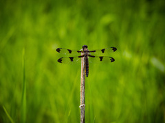 Libellula pulchella